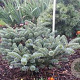 Abies koreana 'Blue Emperor' 40-50 cm 5,0L