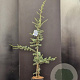Cedrus l. 'Glauca' 100-125 cm 7,5L
