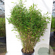 Fargesia murieliae 'Jumbo' 100-125 cm 15L