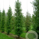 Ginkgo biloba 'Fastigiata Blagon' 100-125 cm 7,5L