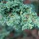 Juniperus chin. 'Blaauw' 50-60 cm met kluit