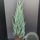 Juniperus s. 'Blue Arrow' 100-125 cm 7,5L