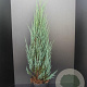 Juniperus s. 'Blue Arrow' 100-125 cm 7,5L
