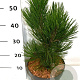 Pinus heldreichii 'Malinki' 25-30 cm 5,0L