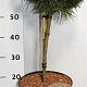 Pinus mugo 'Benjamin' 40 cm stam 7,5L