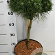 Pinus mugo 'Benjamin' 40 cm stam 7,5L
