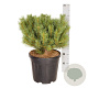 Pinus sylv. 'Watereri' 40 cm stam 10L