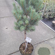 Pinus sylv. 'Watereri' 40 cm stam 10L