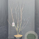 Prunus cistena 100-125 cm 10L