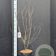 Prunus cistena 100-125 cm 10L
