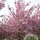 Prunus ser. 'Kanzan' 150-175 cm met kluit