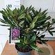 Rhododendron 'Marcel Menard' 35-40 cm 5,0L