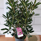 Rhododendron 'Roseum Elegans' 60-70 cm 5,0L