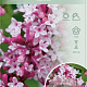 Syringa microphylla 'Superba' 80-100 cm 10L