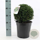 Taxus baccata 25 cm 6,5L bol