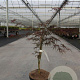 Acer pal. 'Garnet' 40-50 cm 7,5L
