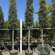 Quercus ilex 14-16 HO container 125 cm stam LEIVORM