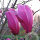 Magnolia 'Spectrum' 250-300 cm draadkluit meerstammig