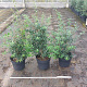 Osmanthus burkwoodii 60-80 cm 10L