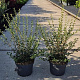 Osmanthus burkwoodii 60-80 cm 10L