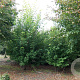 Acer freemanii 450-500 cm draadkluit meerstammig