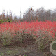 Ilex meserv. 'Hachfee' 200-250 cm draadkluit struik