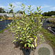 Cornus alba 'Elegantissima' 80-100 cm 10L