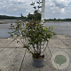 Cornus alba 'Kesselringii' 80-100 cm 10L