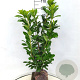 Prunus l. 'Novita' 80-90 cm met kluit