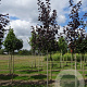 Acer plat. 'Royal Red' 14-16 HO draadkluit