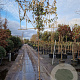 Elaeagnus ebbingei 6-8 cm container 200 cm stam leiboom
