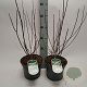 Philadelphus 'Lemoinei' 40-50 cm 3,0L