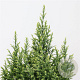 Chamaecyparis l. 'Snow White' 30-40 cm 3,0L