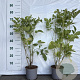Sambucus nigra 60-80 cm 2,0L