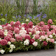 Hydrangea pan. Groundbreaker Ruby GM C1.3
