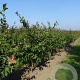 Parrotia persica 150-175 cm draadkluit meerstammig 80-100 breed
