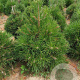 Pinus nigra nigra 80-100 cm met kluit