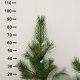 Pinus nigra nigra 80-100 cm met kluit