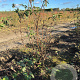 Viburnum bodn. 'Dawn' 125-150 cm met kluit