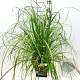 Cortaderia selloana 60-80 cm 10L