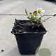 Dryas suendermannii GM P9
