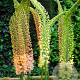 Eremurus Ruiter hybr. Mix 10 cm verpakt per 10
