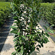 prunus l,Elly 80-100 cm met kluit