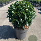Prunus l. 'Angustifolia' 40 cm 12L bol