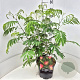 Albizia julibrissin 60-80 cm 10L