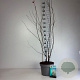 Amelanchier lamarckii 100-125 cm 10L