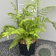 Athyrium f.-f. 'Lady in Red' GM 2,0L