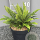 Blechnum spicant GM 2,0L