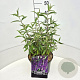Buddleja d. 'Black Knight' 40-60 cm 10L