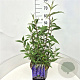 Buddleja d. 'Empire Blue' 40-60 cm 10L